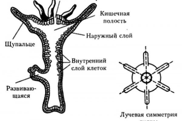 Кракен даркнет только через торг